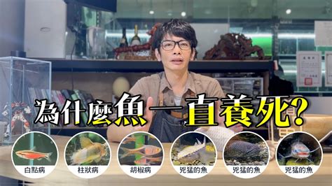 陽台養魚一直死